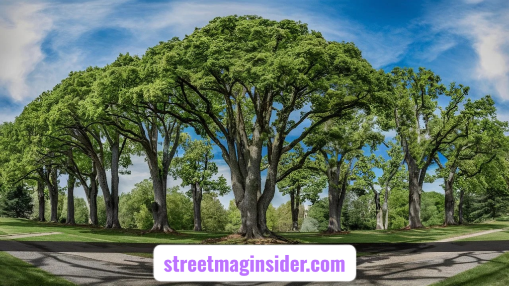 Lewis Center Ohio Champion Trees: Discover Nature’s Living Giants Lewis Center Ohio Champion Trees