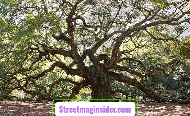 Ohio Champion Trees in Lewis Center ohio 2026: Complete Champion Trees Delaware County Ohio List Ohio Champion Trees in Lewis Center ohio